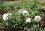 Crocus Rose® Crocus Rose®
