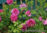 Princess Anne Princess Anne