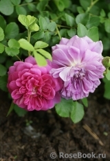 Princess Anne Princess Anne