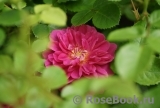 Princess Anne Princess Anne