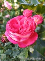 Midsummer Midsummer