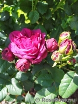 Astrid Grafin von Hardenberg Astrid Grafin von Hardenberg