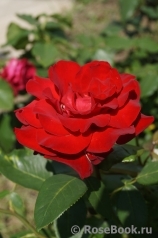 Mildred Scheel 