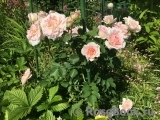 Morden Blush Morden Blush