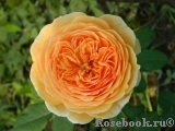 Crown Princess Margareta®