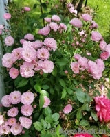 Heavenly Pink Heavenly Pink