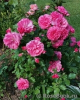 Rosarium Uetersen Rosarium Uetersen