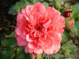 Rosarium Uetersen Rosarium Uetersen