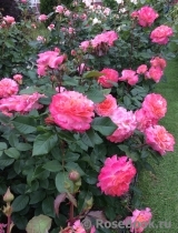 Augusta Luise Augusta Luise