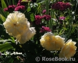St. Alban St. Alban