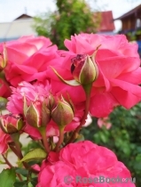 Midsummer Midsummer