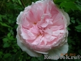 The Wedgwood Rose The Wedgwood Rose