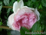 The Wedgwood Rose The Wedgwood Rose