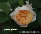 Jayne Austin® Jayne Austin®