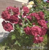 Roter Drache Roter Drache