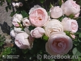 Hans Gonewein Rose Hans Gonewein Rose