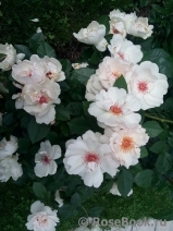 Jacqueline du Pre Jacqueline du Pre