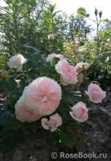 Morden Blush Morden Blush