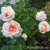 Morden Blush Morden Blush