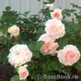 Morden Blush Morden Blush