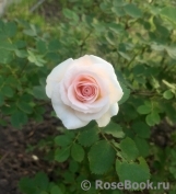 Morden Blush Morden Blush