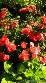 Coral Drift ® Coral Drift ®