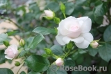 Aspirin Rose Aspirin Rose
