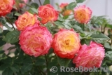 Gartenspass ® Gartenspass ®