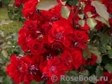 Roter Korsar Roter Korsar