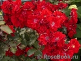 Roter Korsar Roter Korsar