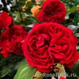 Florentina - Florentina -