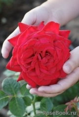 Grande Amore Grande Amore