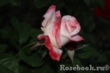 Belle Perle Belle Perle