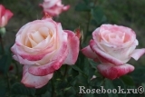 Belle Perle Belle Perle