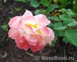Rose de Gerberoy ® Rose de Gerberoy ®