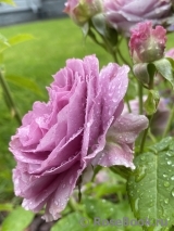Lavender Ice Lavender Ice