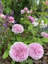 Lavender Ice Lavender Ice