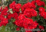 Roter Korsar Roter Korsar
