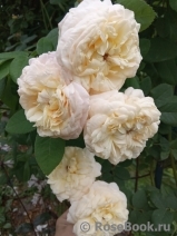 Northern Blush Northern Blush