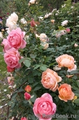 Pink Lady of Shalott Pink Lady of Shalott