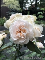 Lions Rose Lions Rose