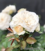 Lions Rose Lions Rose