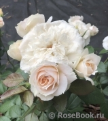 Lions Rose Lions Rose