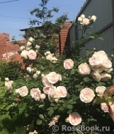 Morden Blush Morden Blush