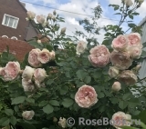 Morden Blush Morden Blush