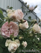 Morden Blush Morden Blush