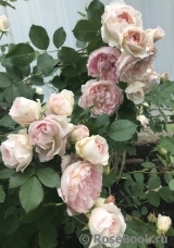 Morden Blush Morden Blush