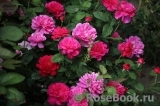 Sophy’s Rose Sophy’s Rose