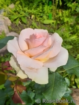 Johann Strauss Johann Strauss