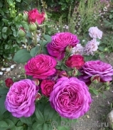 Heidi Klum Rose Heidi Klum Rose